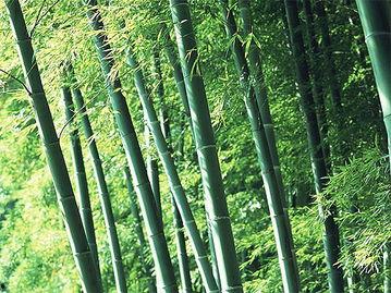 竹林小区新闻爆料视频播放,视频揭秘小区最新动态 第2张 竹林小区新闻爆料视频播放,视频揭秘小区最新动态 第2张